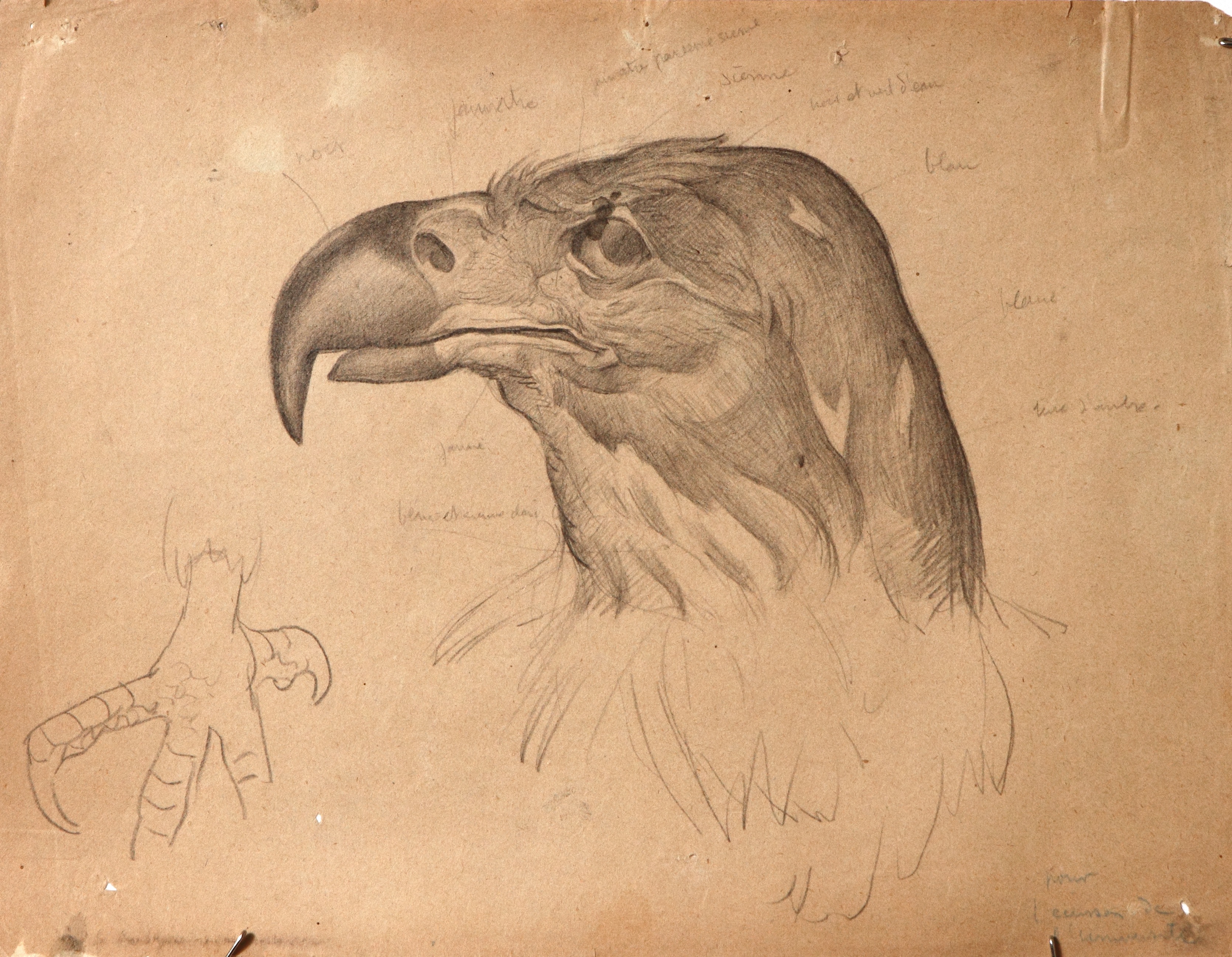 Preparatory sketch.  Shield of the National University of Mexico, with Eagle and Condor.  Jean Charlot.